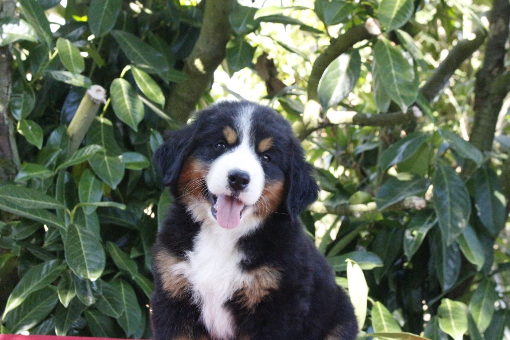 de la Vallée de l'Hyrome - Chiots disponibles - Bouvier Bernois