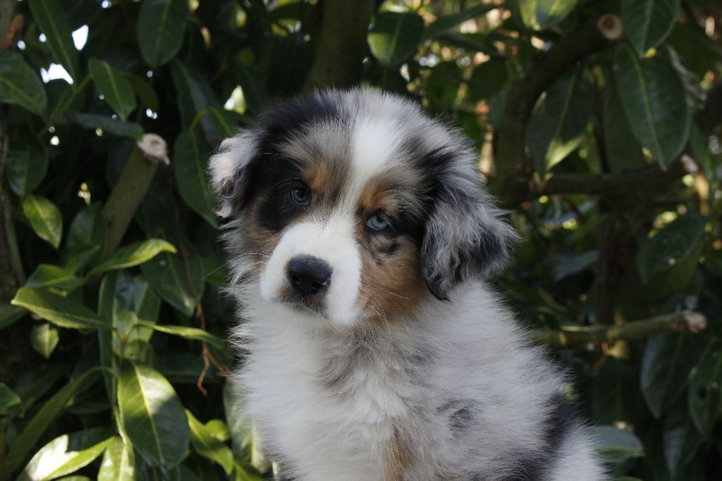 de la Vallée de l'Hyrome - Chiots disponibles - Berger Australien