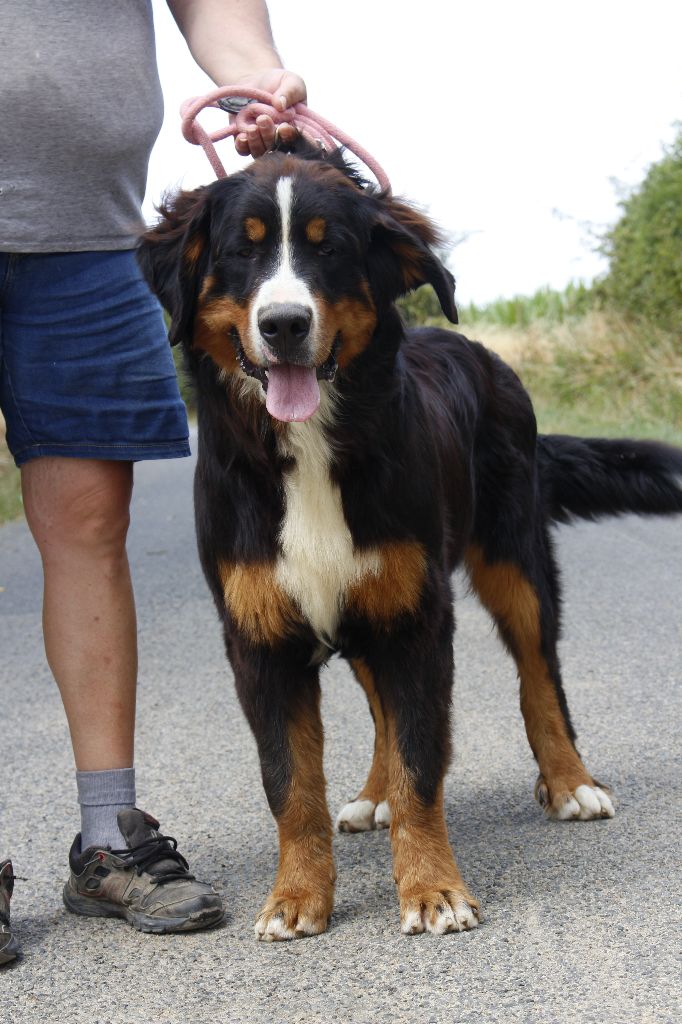 de la Vallée de l'Hyrome - Chiots disponibles - Bouvier Bernois
