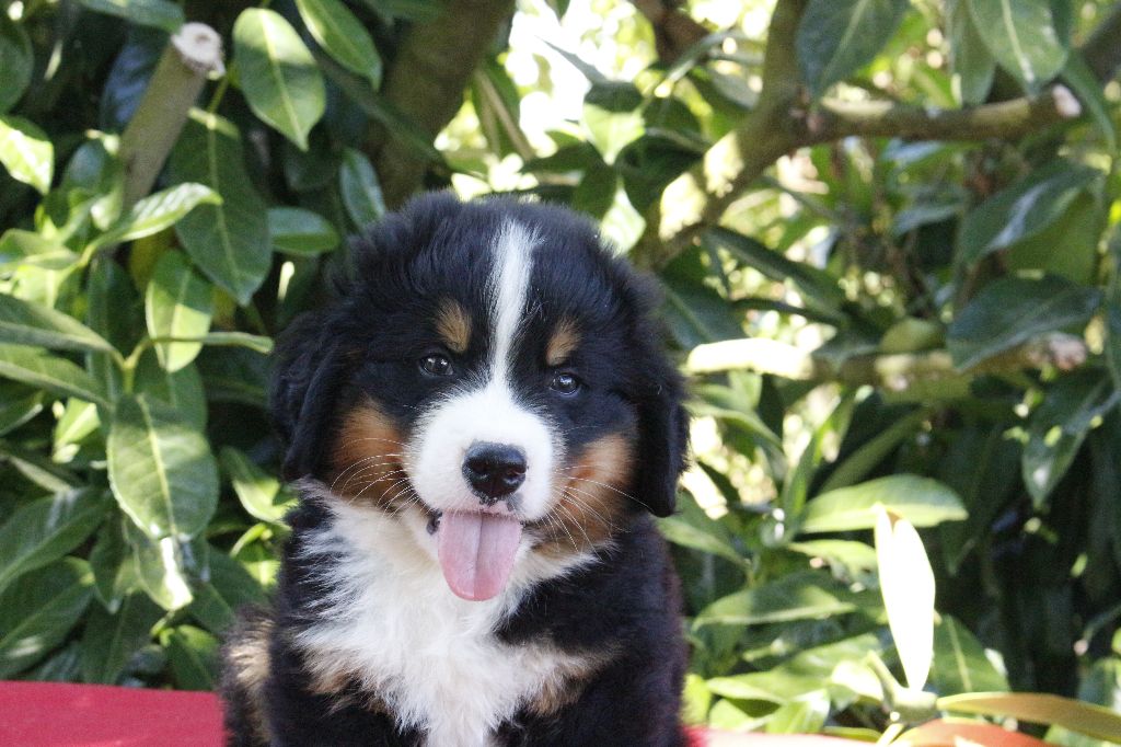 de la Vallée de l'Hyrome - Chiots disponibles - Bouvier Bernois