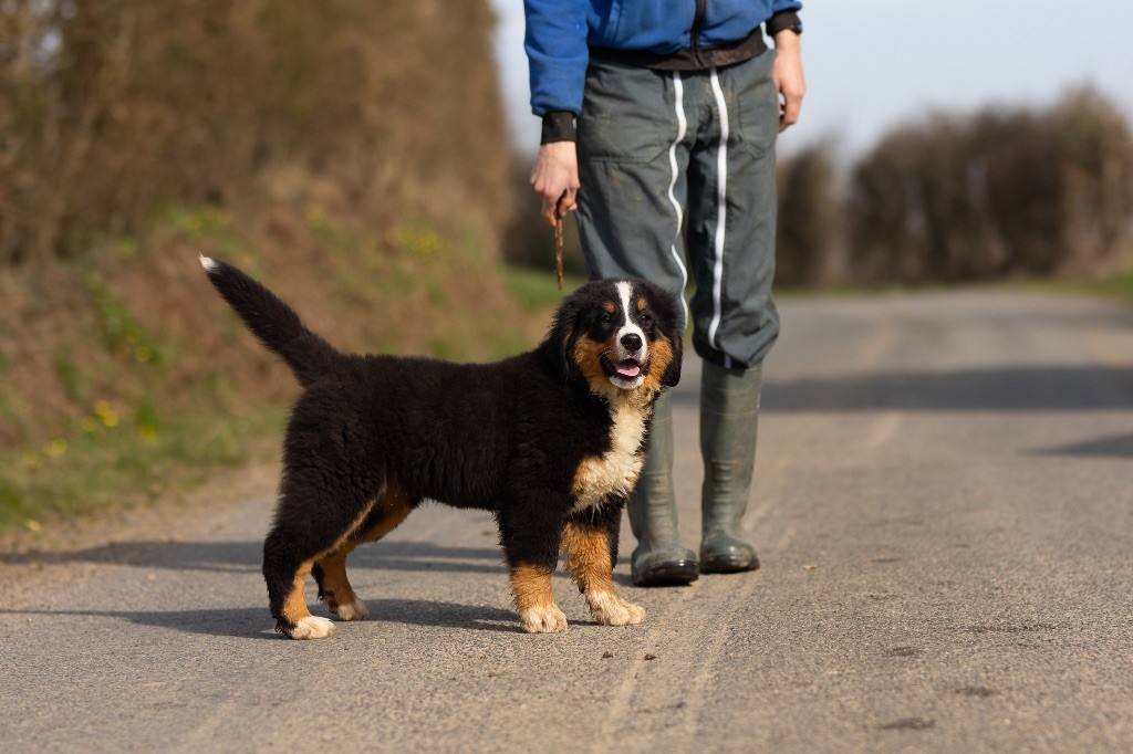 de la Vallée de l'Hyrome - Chiots disponibles - Bouvier Bernois