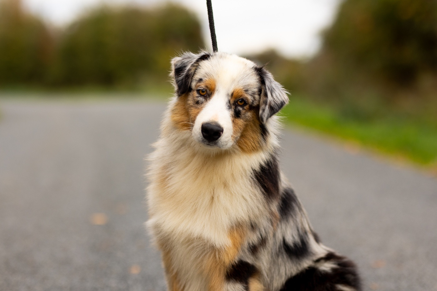 Chiot Berger Australien de la Vallée de l'Hyrome