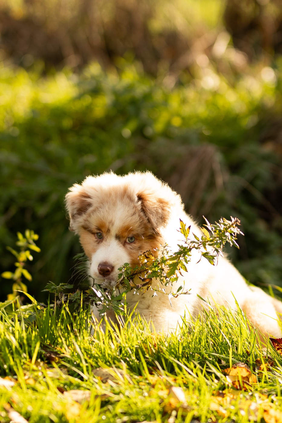 de la Vallée de l'Hyrome - Berger Australien - Portée née le 02/10/2025