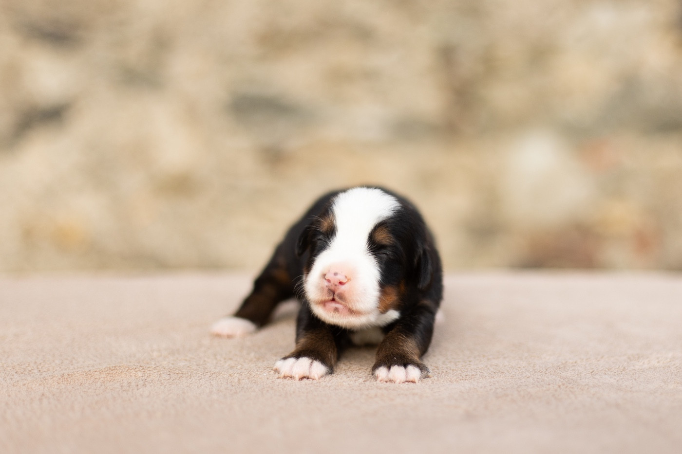 de la Vallée de l'Hyrome - Chiots disponibles - Bouvier Bernois