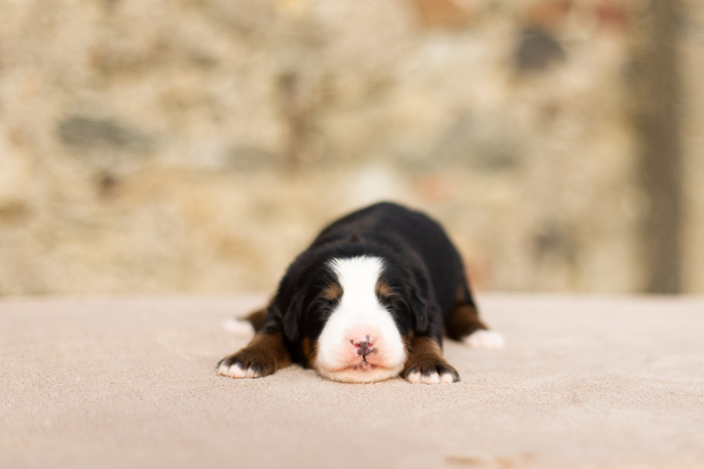Chiot Bouvier Bernois de la Vallée de l'Hyrome