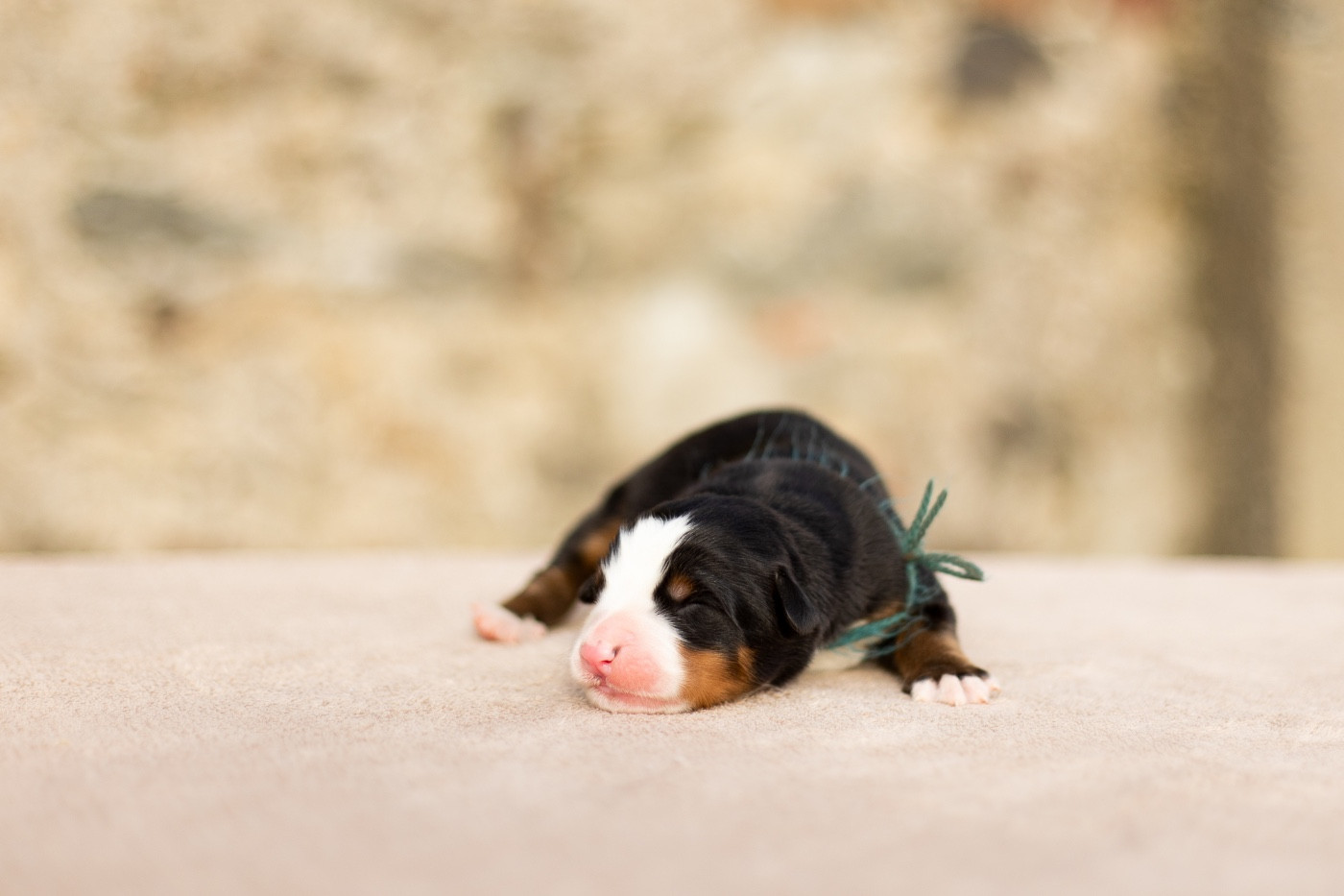 de la Vallée de l'Hyrome - Chiots disponibles - Bouvier Bernois