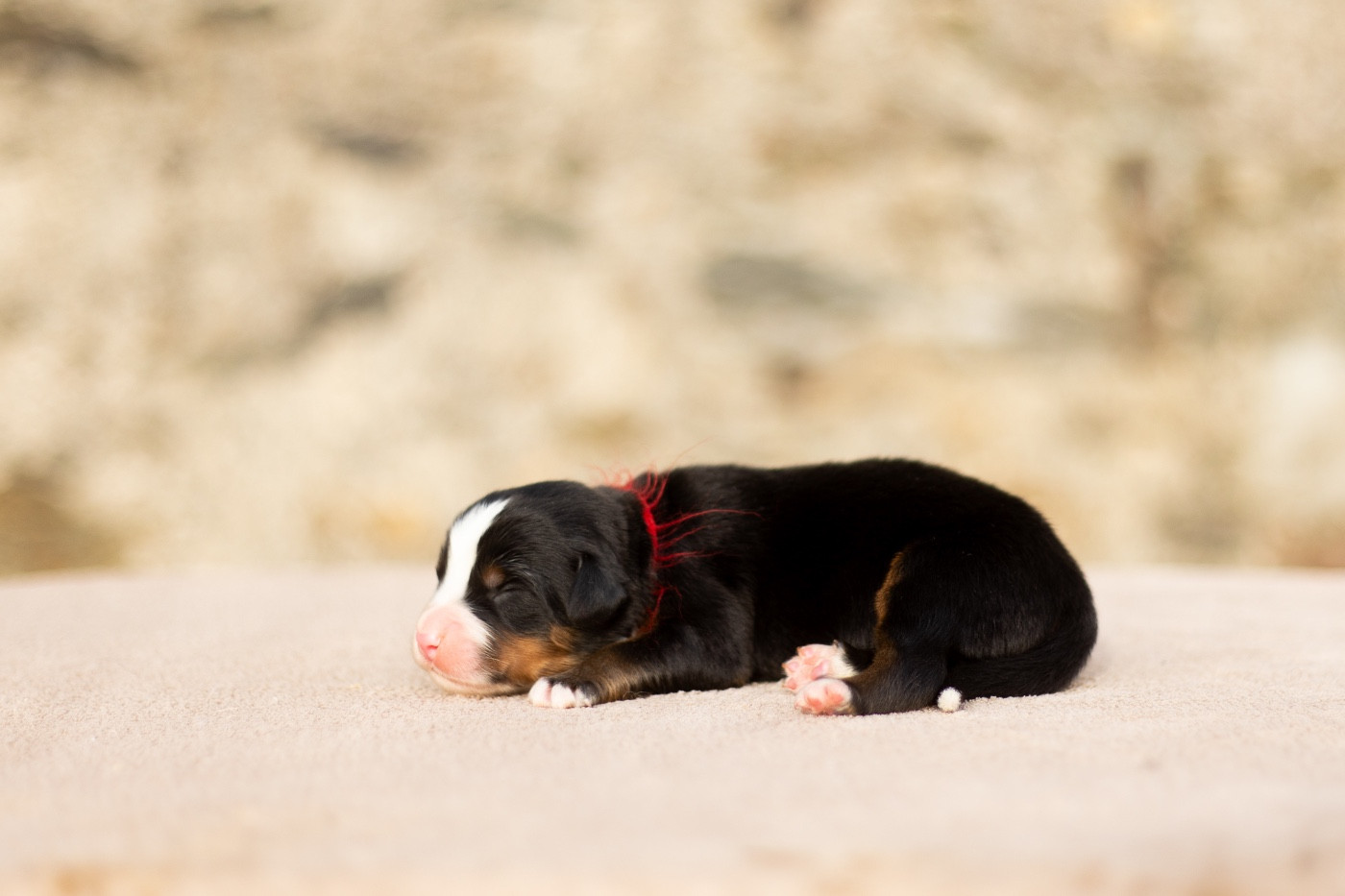 de la Vallée de l'Hyrome - Chiots disponibles - Bouvier Bernois
