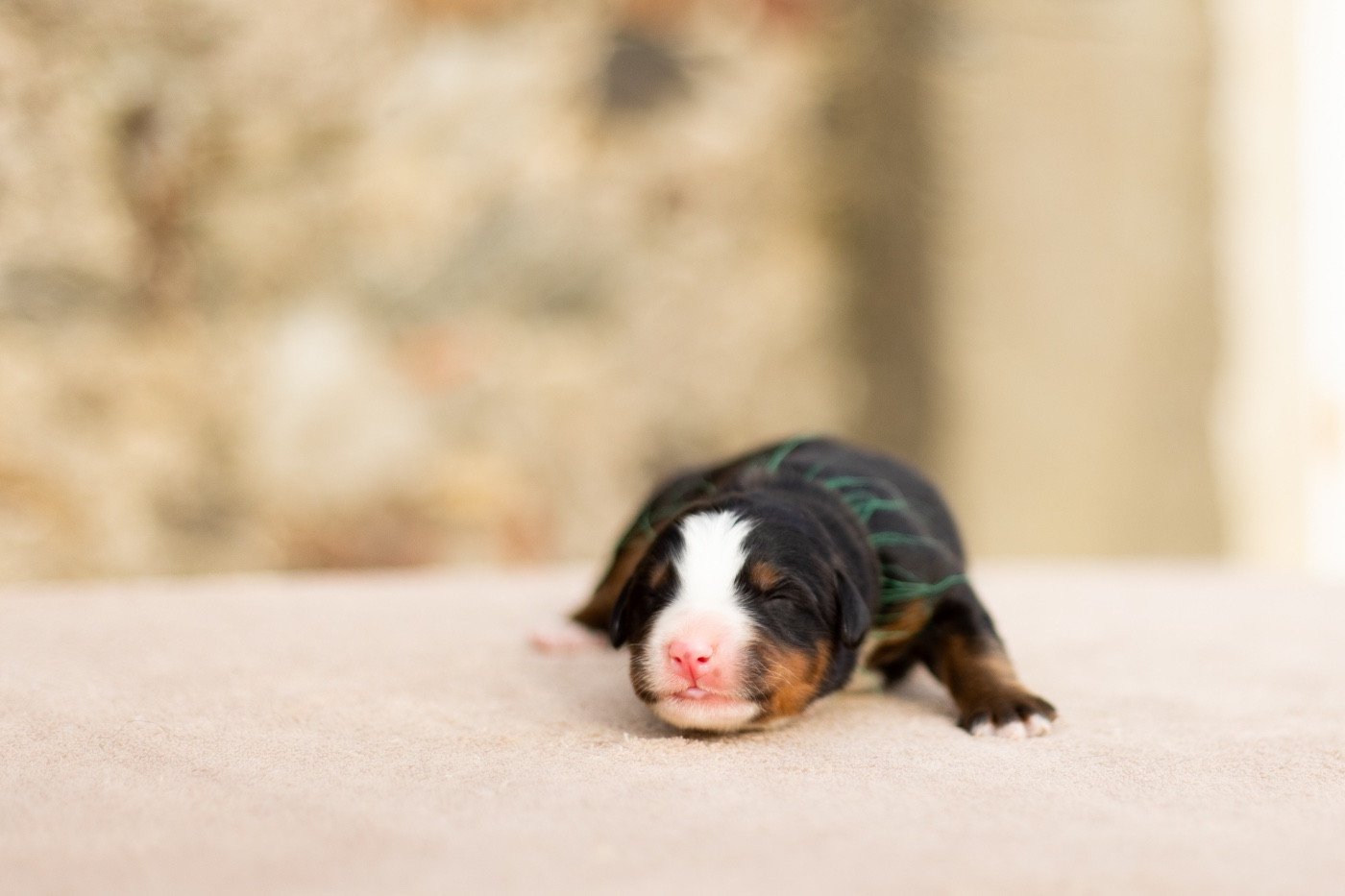 de la Vallée de l'Hyrome - Chiots disponibles - Bouvier Bernois