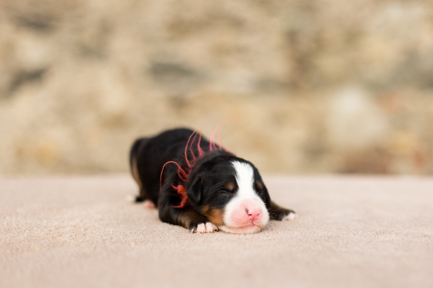 de la Vallée de l'Hyrome - Chiots disponibles - Bouvier Bernois