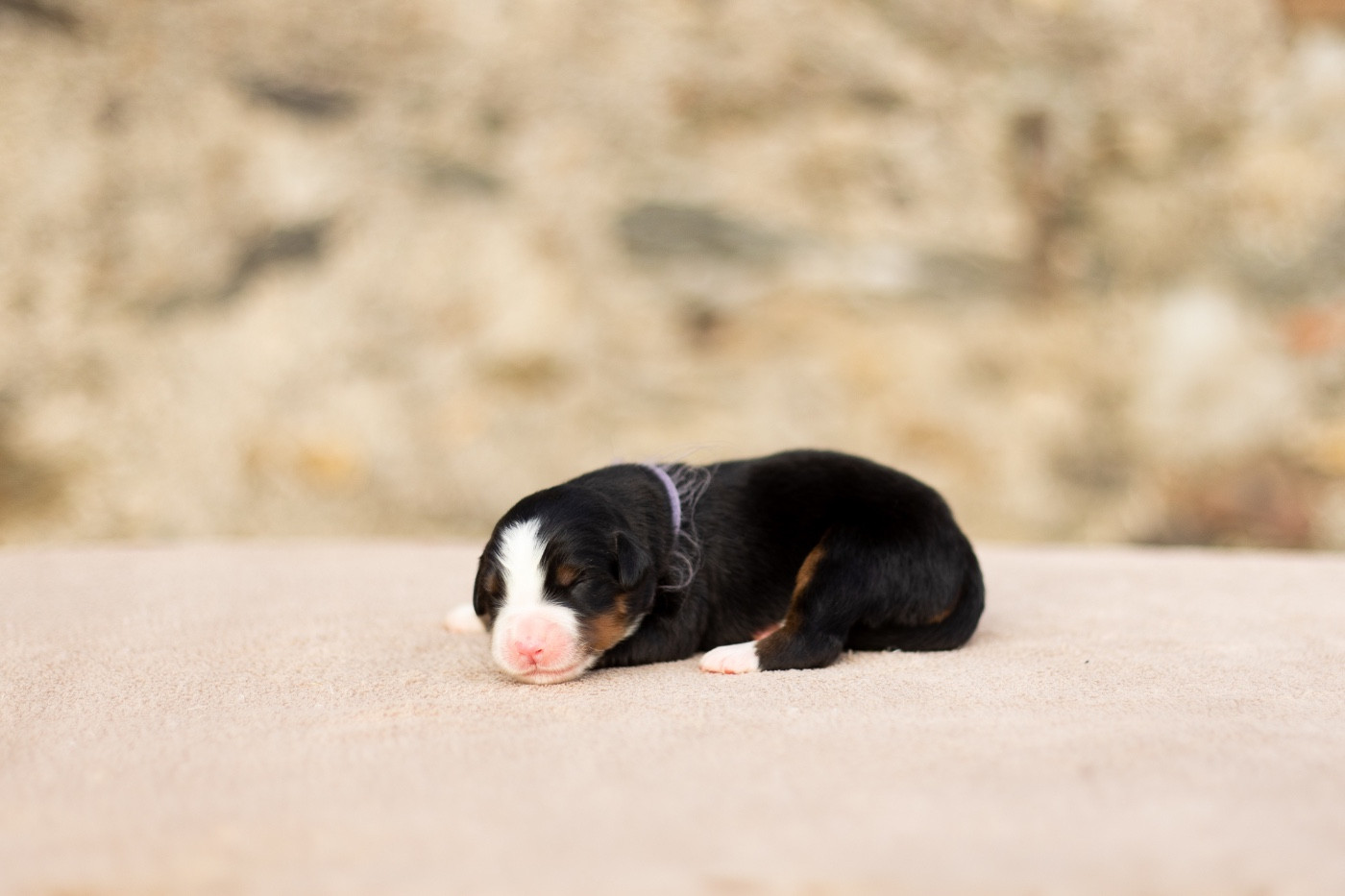 de la Vallée de l'Hyrome - Chiots disponibles - Bouvier Bernois
