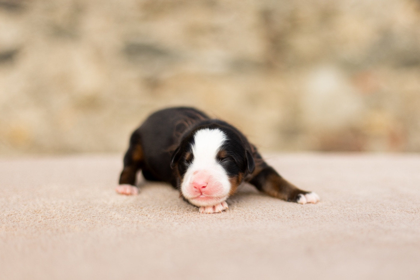 de la Vallée de l'Hyrome - Chiots disponibles - Bouvier Bernois