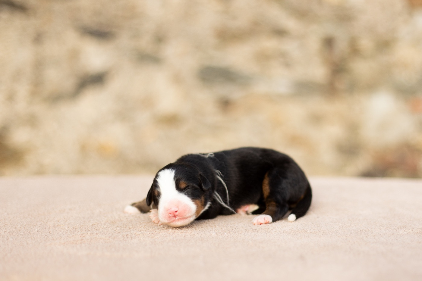 de la Vallée de l'Hyrome - Chiots disponibles - Bouvier Bernois