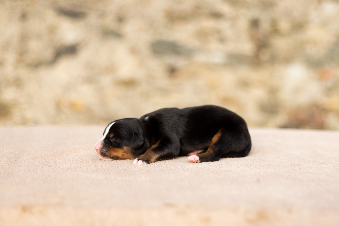 de la Vallée de l'Hyrome - Chiots disponibles - Bouvier Bernois