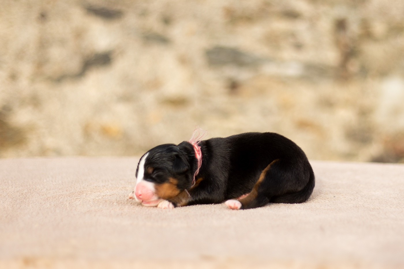 de la Vallée de l'Hyrome - Chiots disponibles - Bouvier Bernois