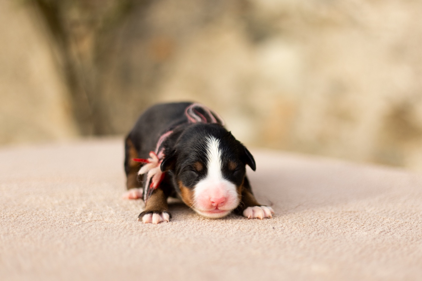 Chiot Bouvier Bernois de la Vallée de l'Hyrome