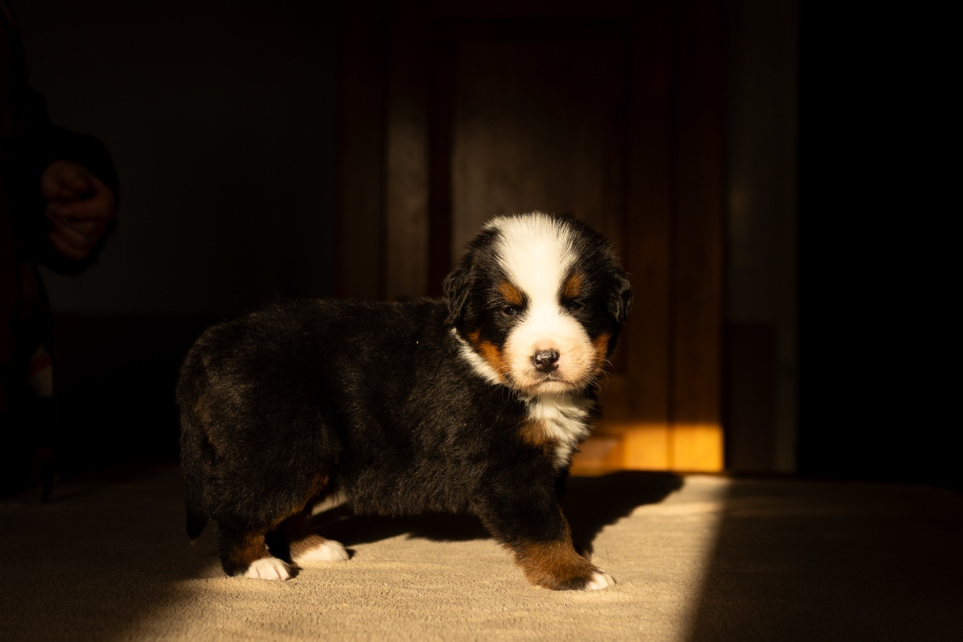 de la Vallée de l'Hyrome - Chiots disponibles - Bouvier Bernois