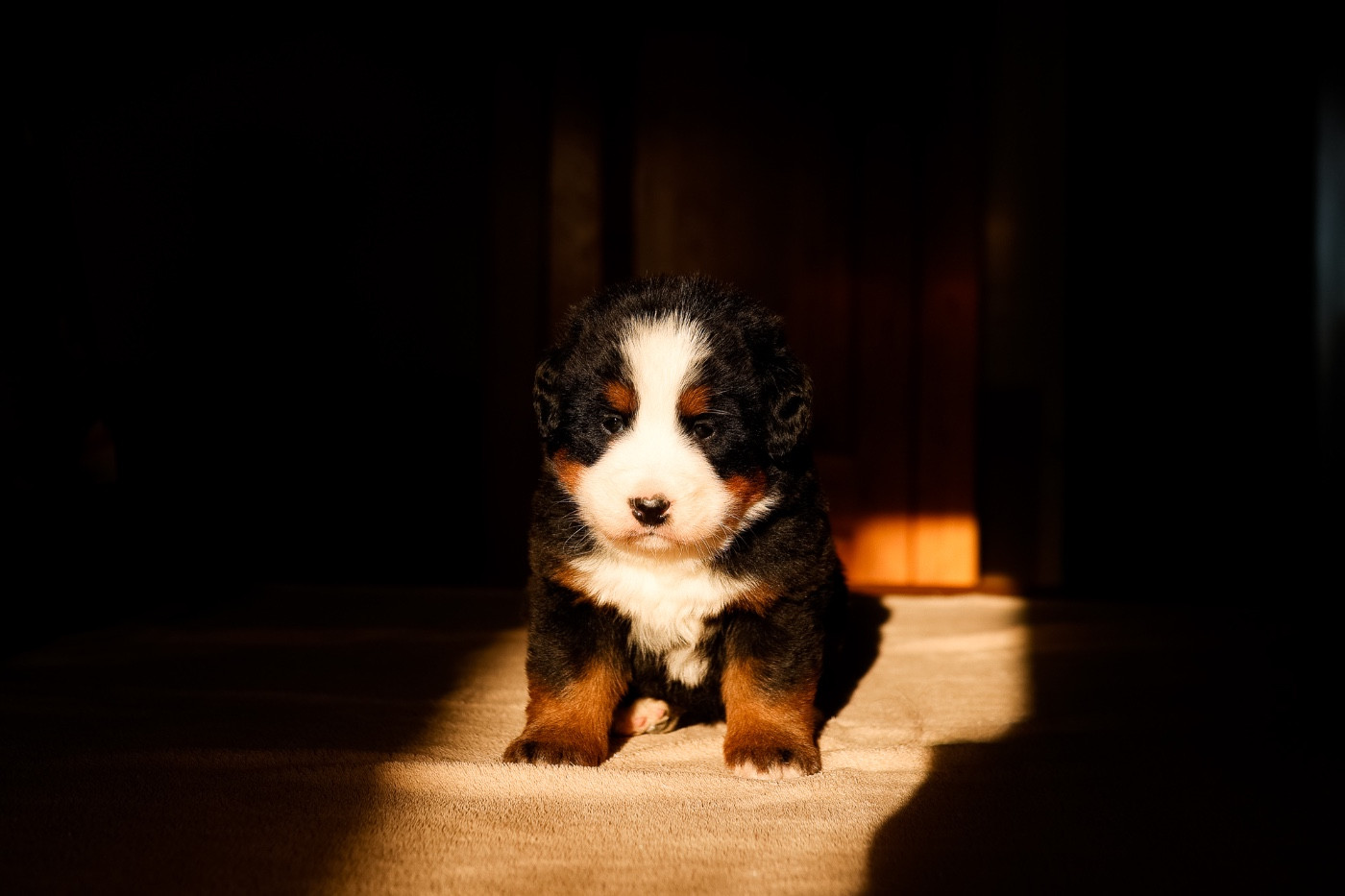 de la Vallée de l'Hyrome - Chiots disponibles - Bouvier Bernois