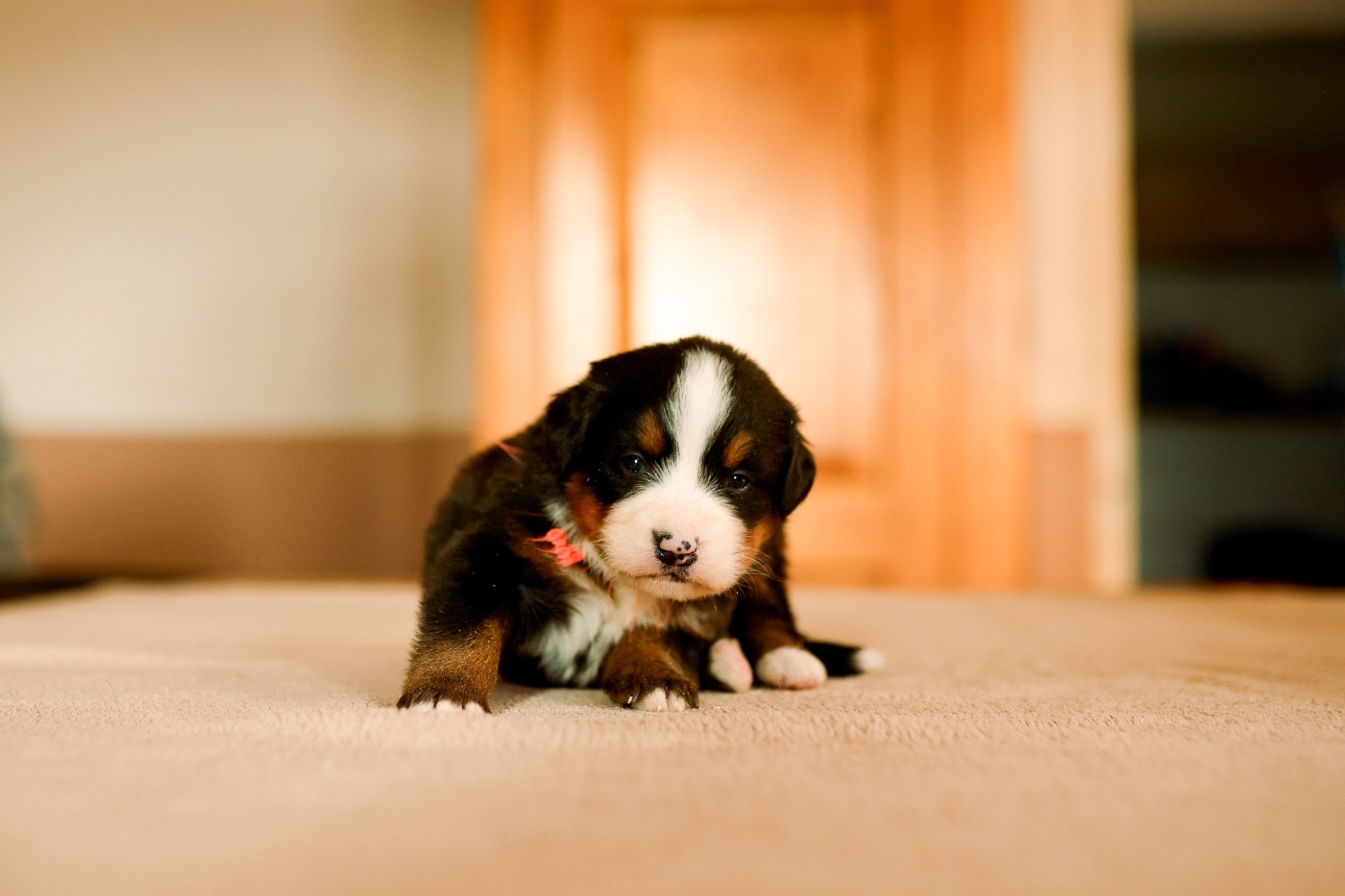 de la Vallée de l'Hyrome - Chiots disponibles - Bouvier Bernois