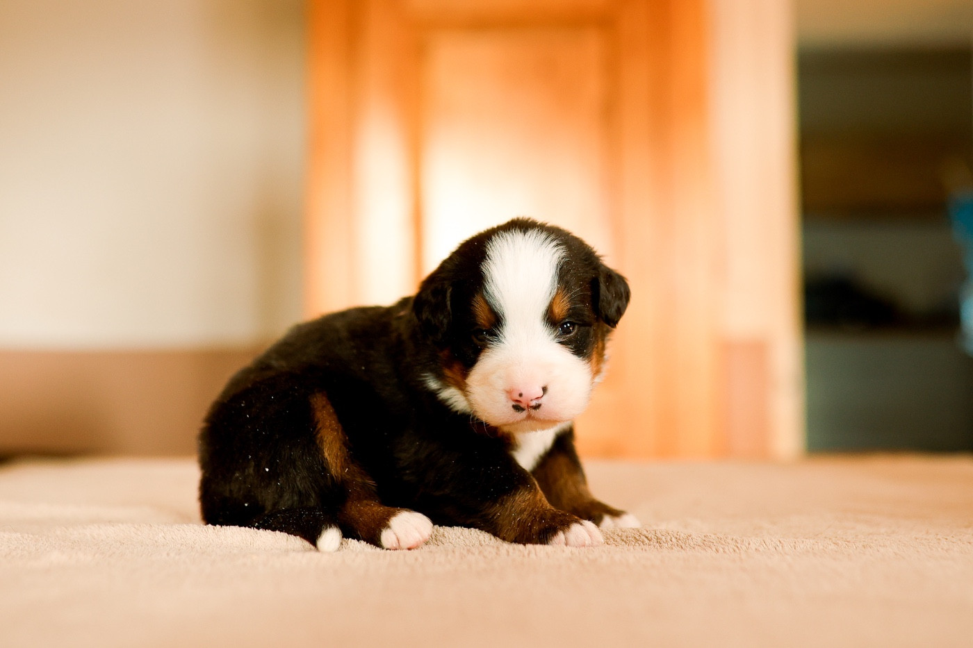 de la Vallée de l'Hyrome - Chiots disponibles - Bouvier Bernois