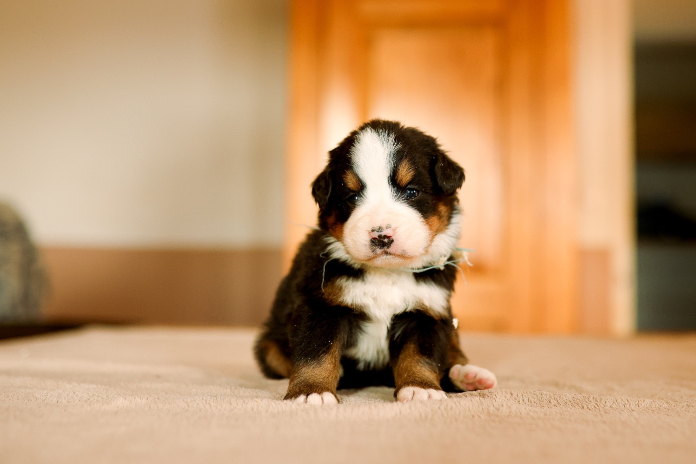 de la Vallée de l'Hyrome - Chiots disponibles - Bouvier Bernois