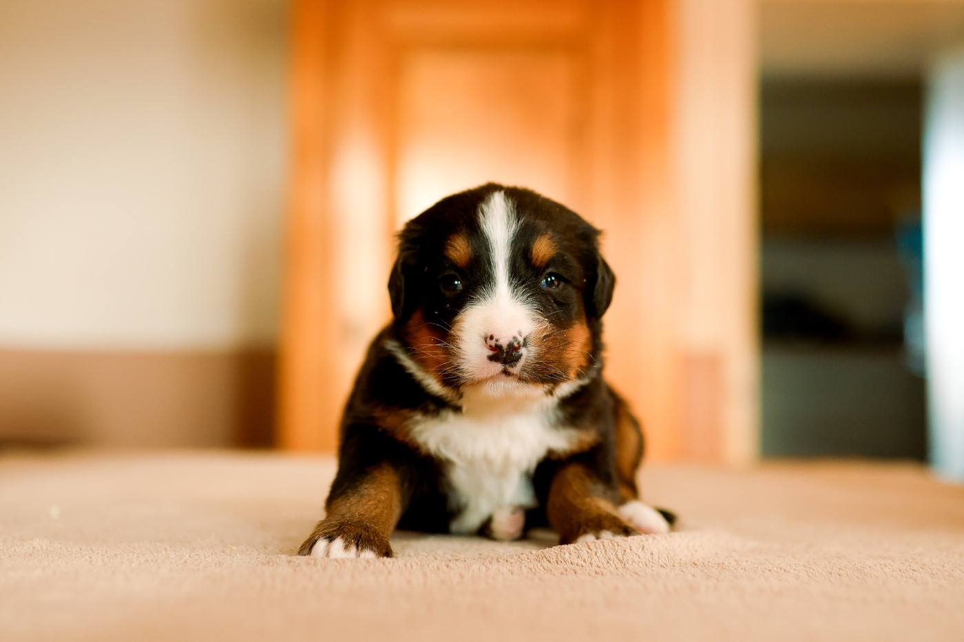 de la Vallée de l'Hyrome - Chiots disponibles - Bouvier Bernois