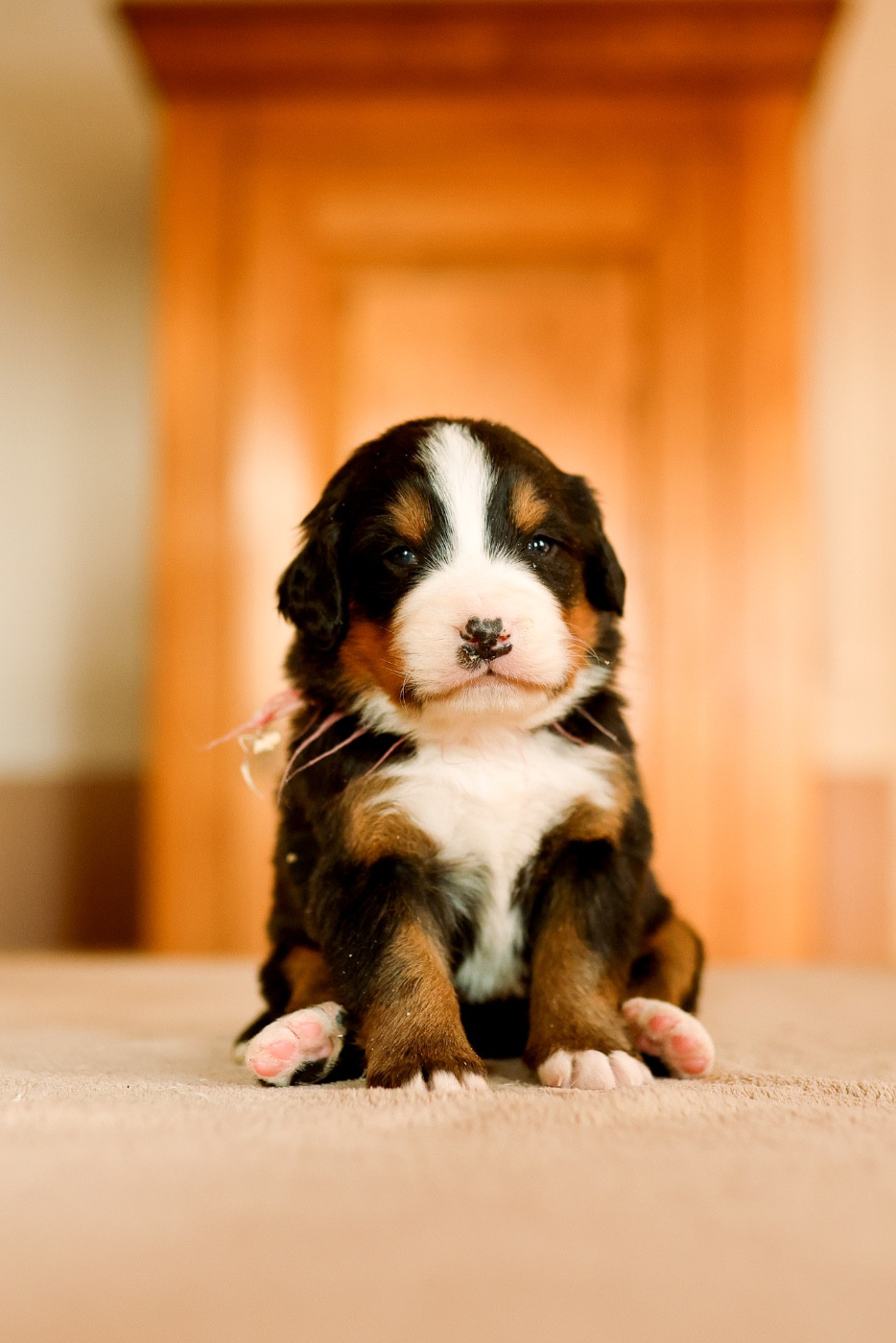 de la Vallée de l'Hyrome - Chiots disponibles - Bouvier Bernois