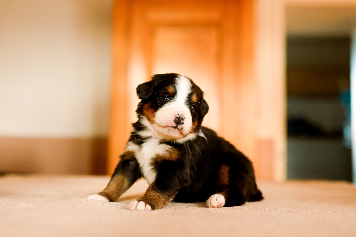 de la Vallée de l'Hyrome - Bouvier Bernois - Portée née le 05/12/2025