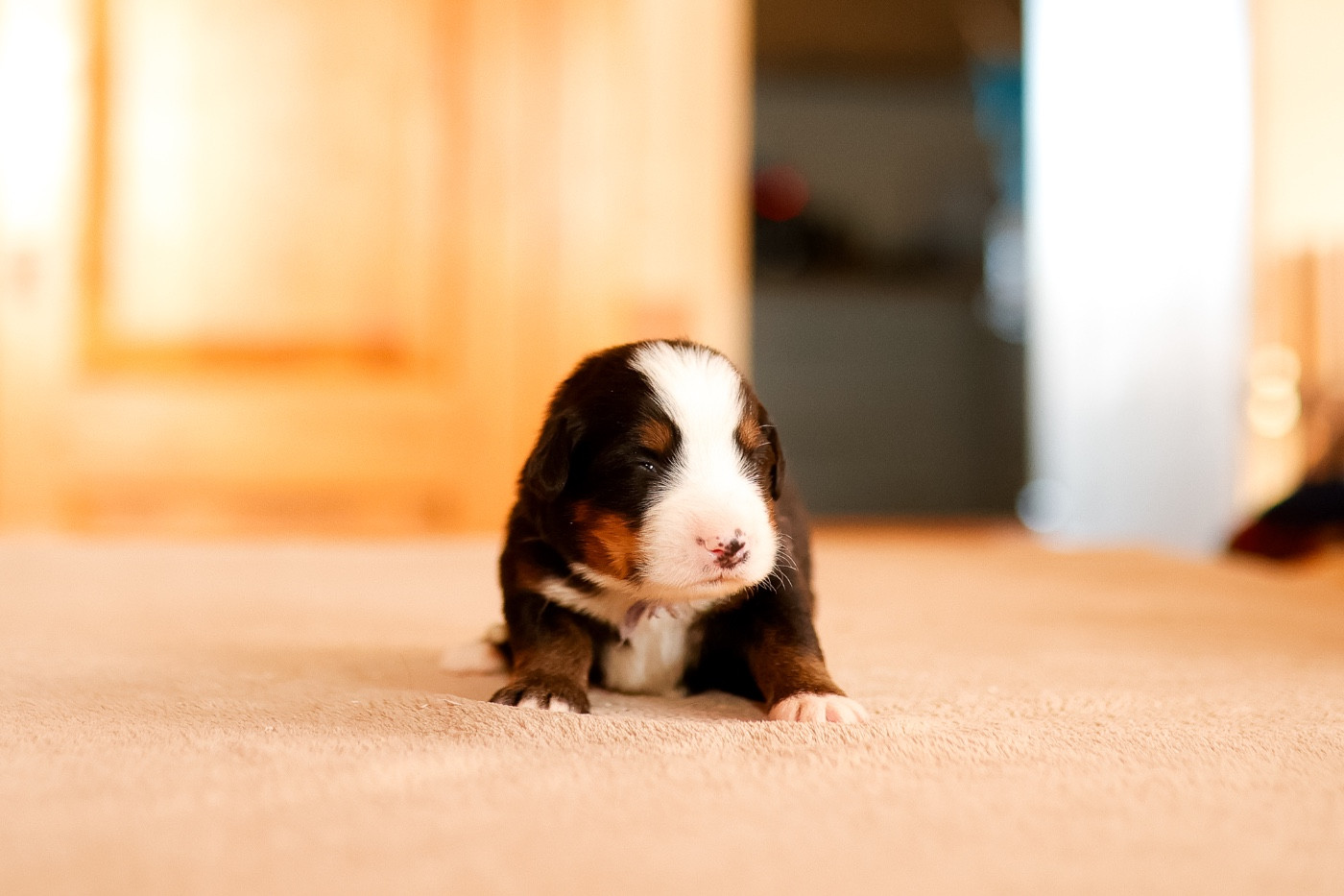 de la Vallée de l'Hyrome - Chiots disponibles - Bouvier Bernois