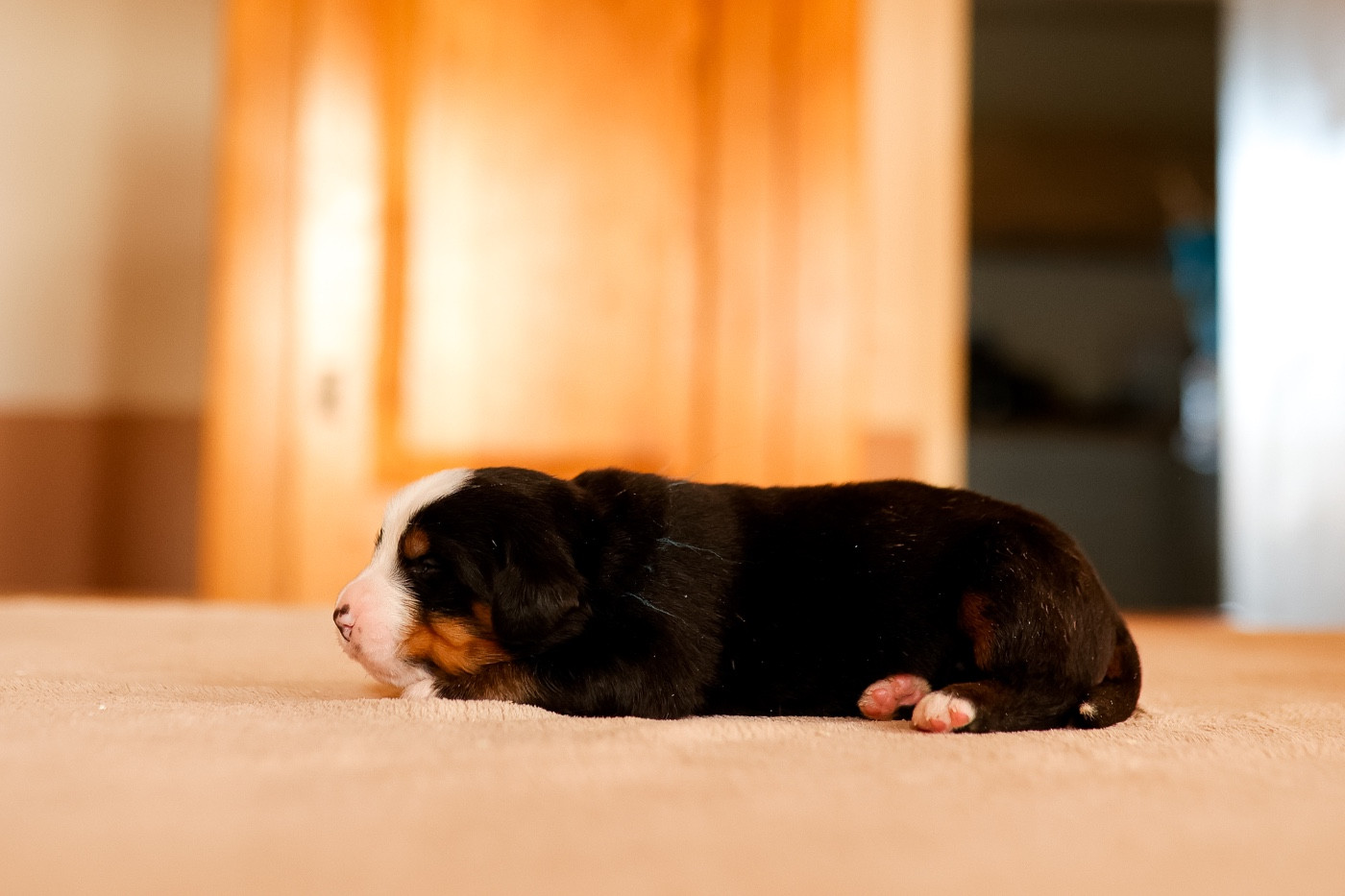 de la Vallée de l'Hyrome - Chiots disponibles - Bouvier Bernois