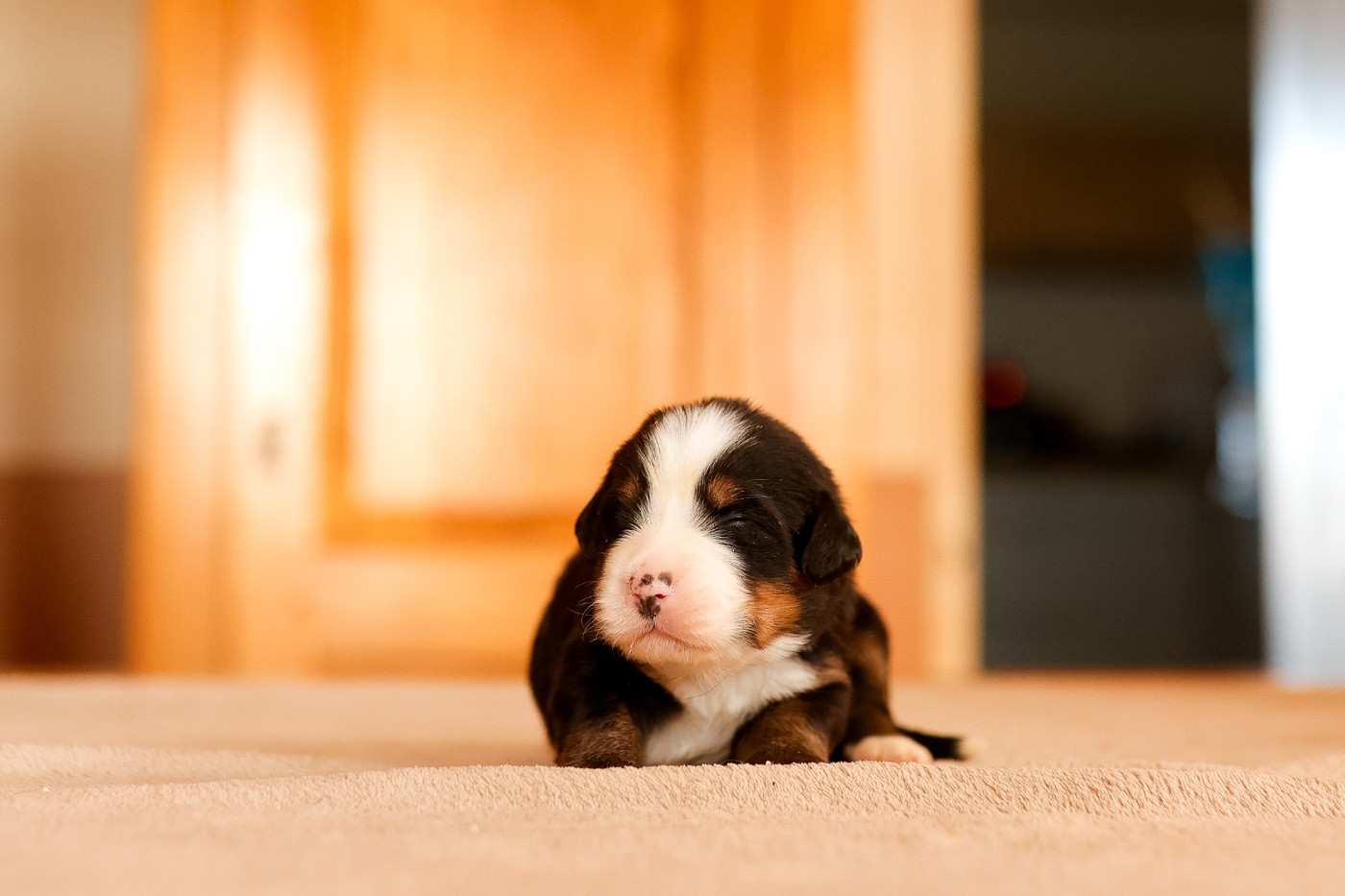 de la Vallée de l'Hyrome - Chiots disponibles - Bouvier Bernois