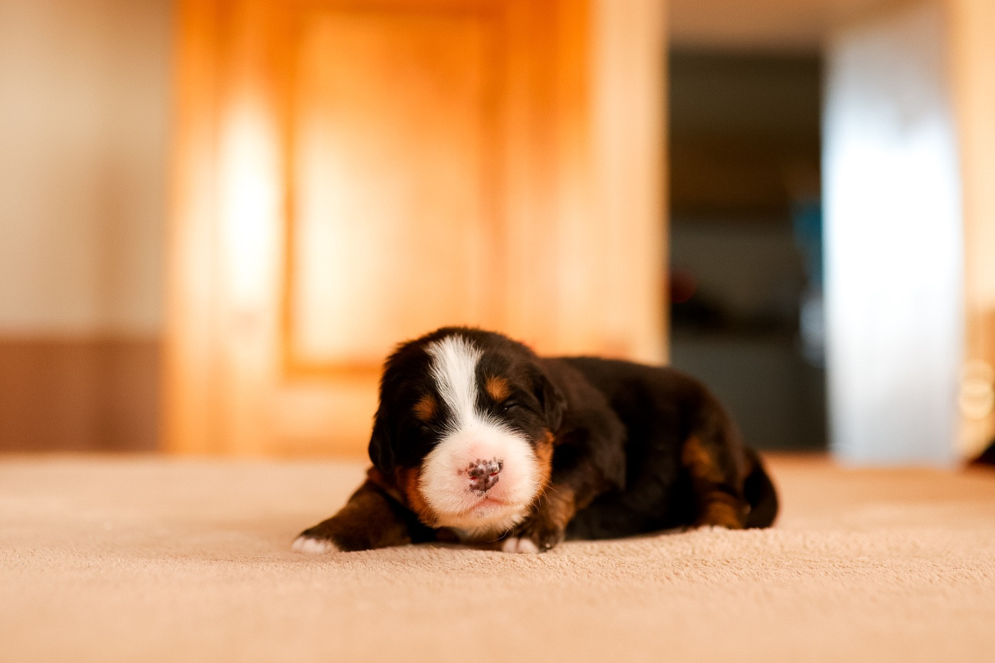 Chiot Bouvier Bernois de la Vallée de l'Hyrome
