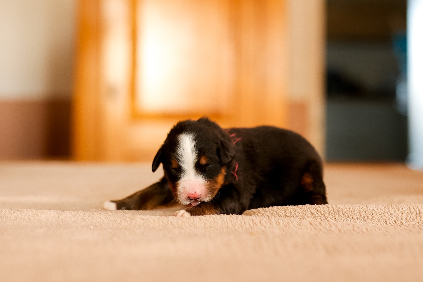 de la Vallée de l'Hyrome - Chiots disponibles - Bouvier Bernois