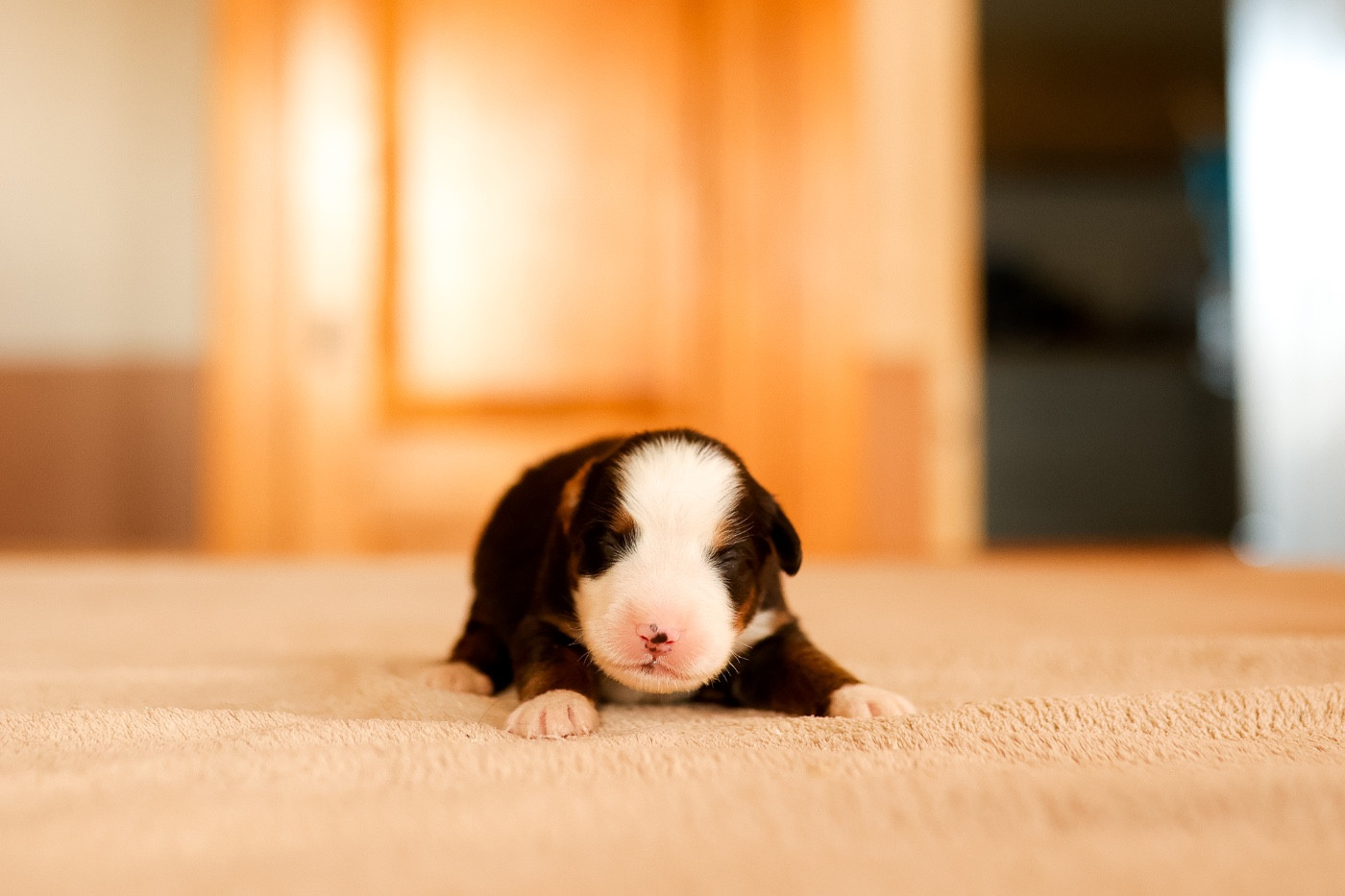 de la Vallée de l'Hyrome - Chiots disponibles - Bouvier Bernois