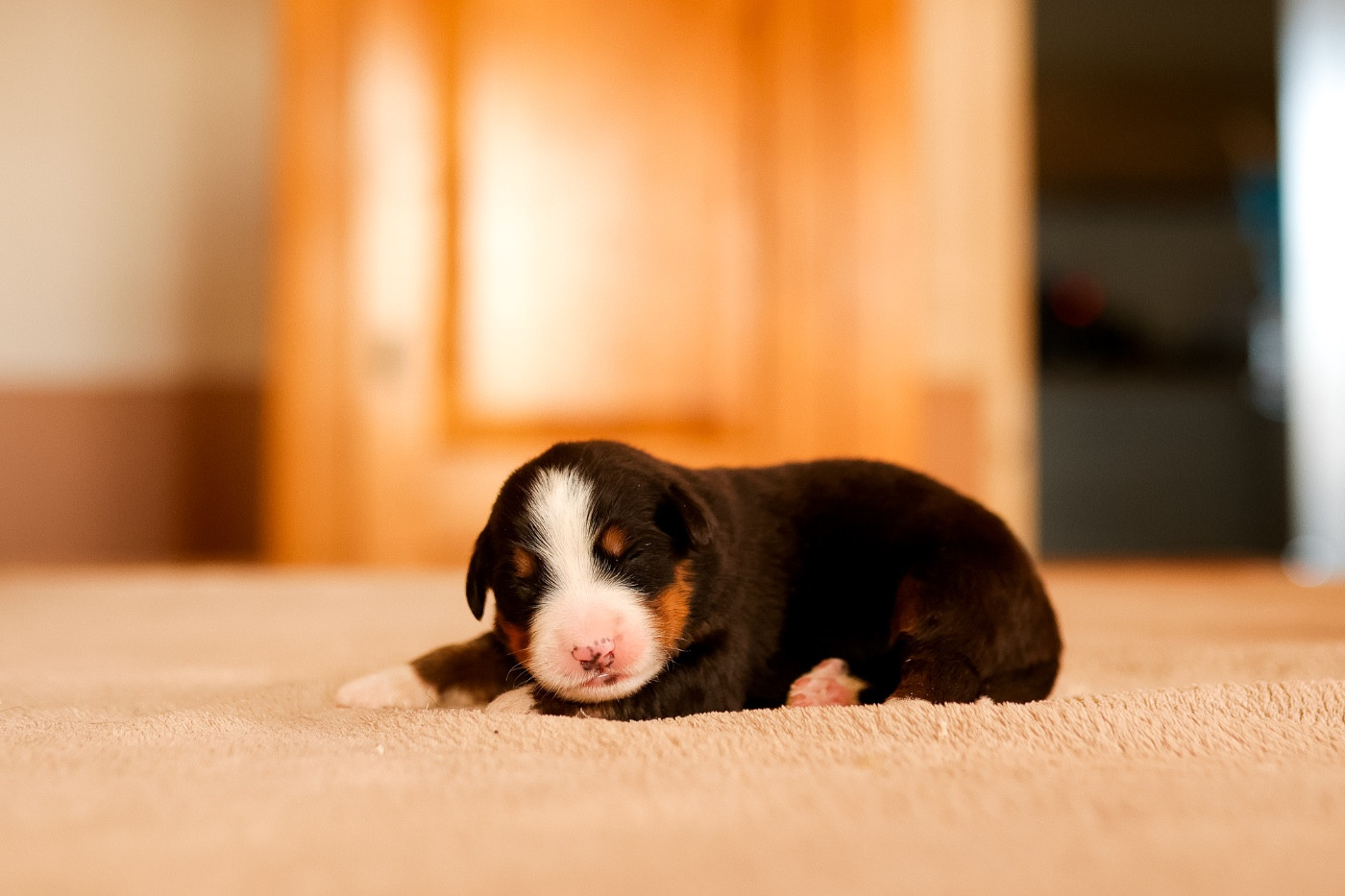 de la Vallée de l'Hyrome - Chiots disponibles - Bouvier Bernois