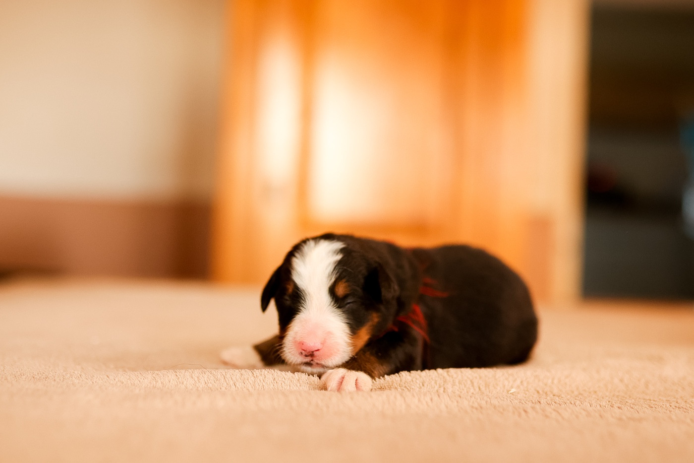 de la Vallée de l'Hyrome - Chiots disponibles - Bouvier Bernois