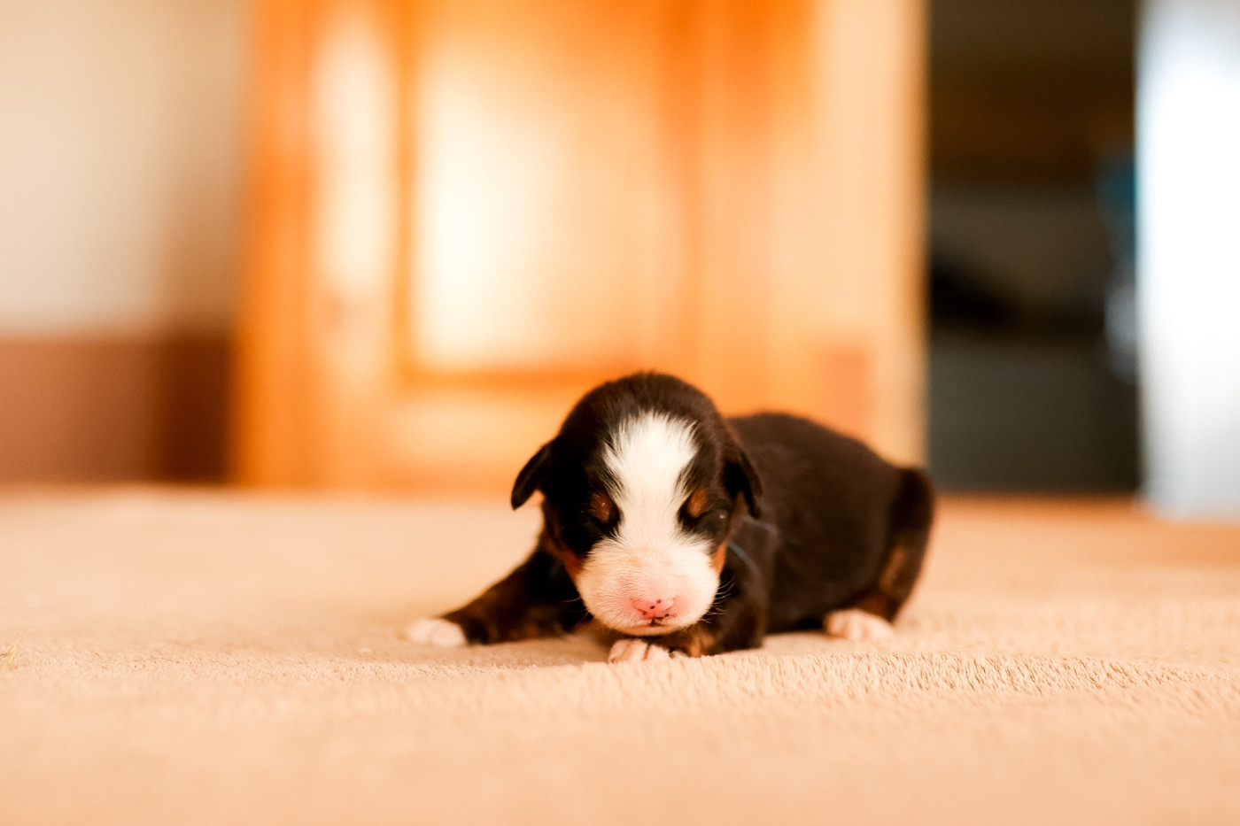 de la Vallée de l'Hyrome - Chiots disponibles - Bouvier Bernois