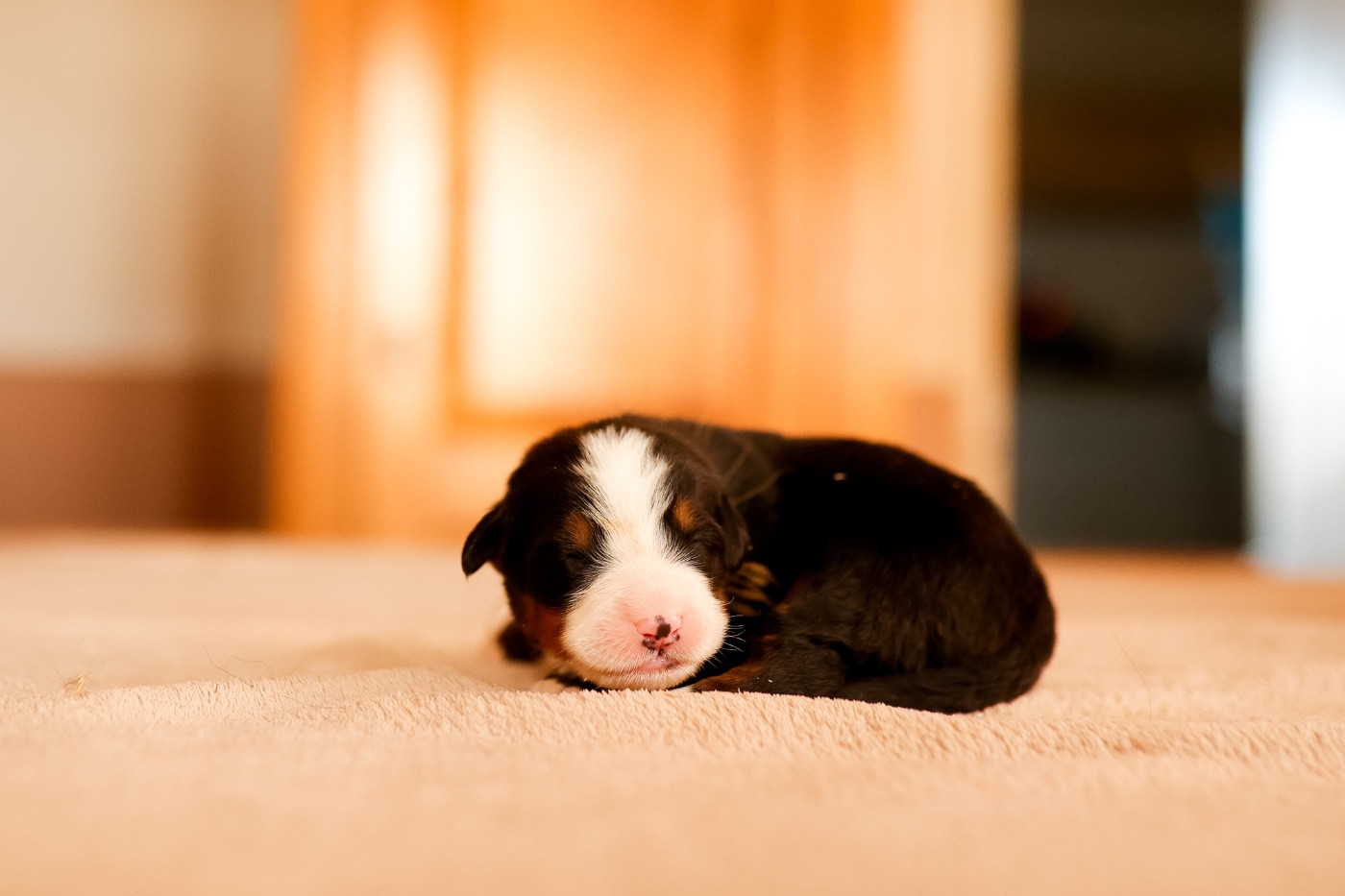 de la Vallée de l'Hyrome - Chiots disponibles - Bouvier Bernois