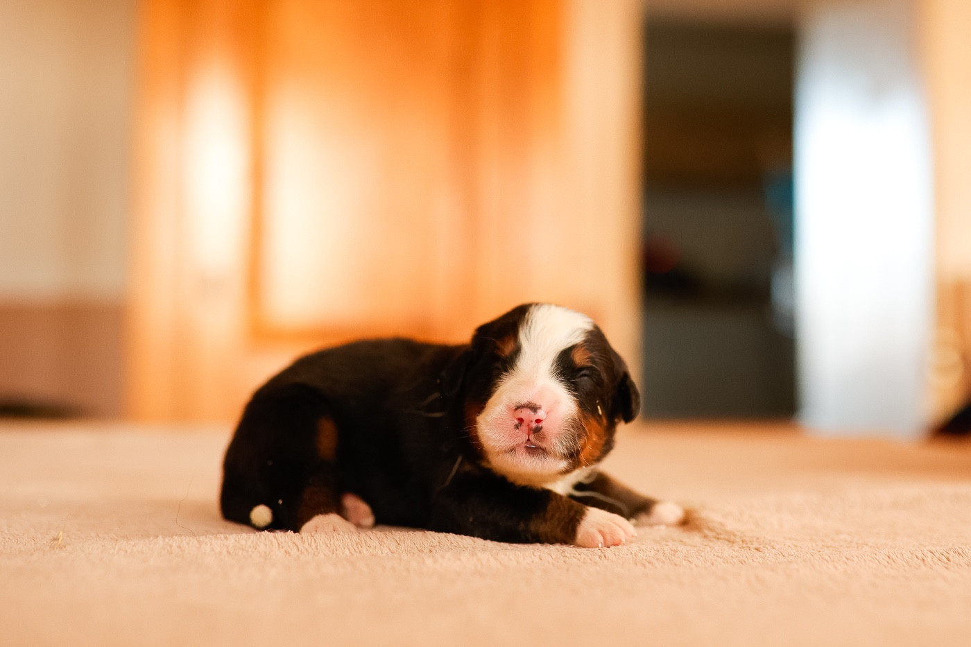 de la Vallée de l'Hyrome - Chiots disponibles - Bouvier Bernois