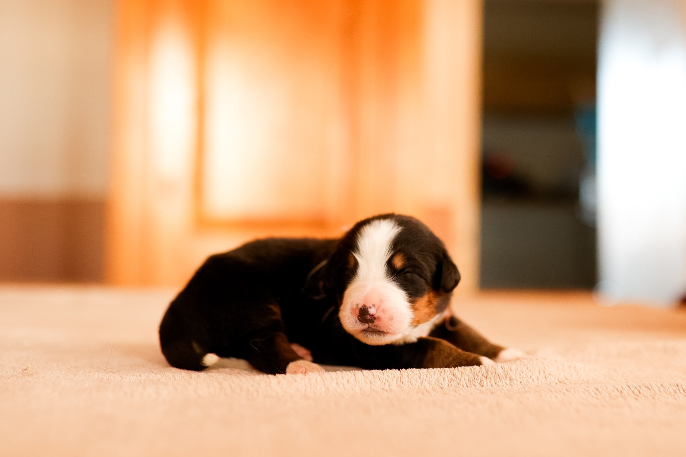 de la Vallée de l'Hyrome - Chiots disponibles - Bouvier Bernois