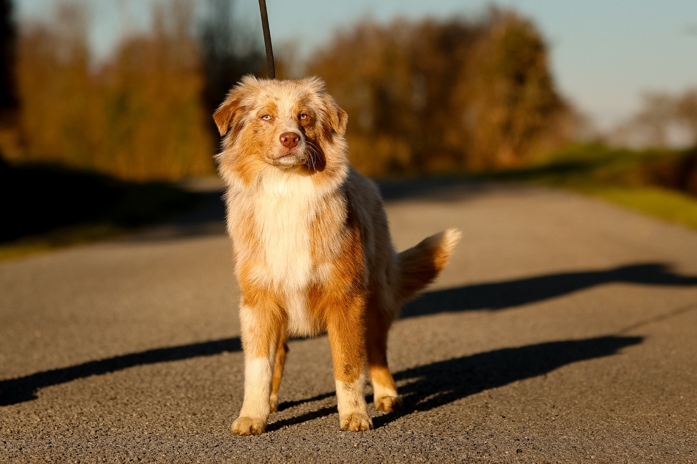 de la Vallée de l'Hyrome - Chiots disponibles - Berger Australien