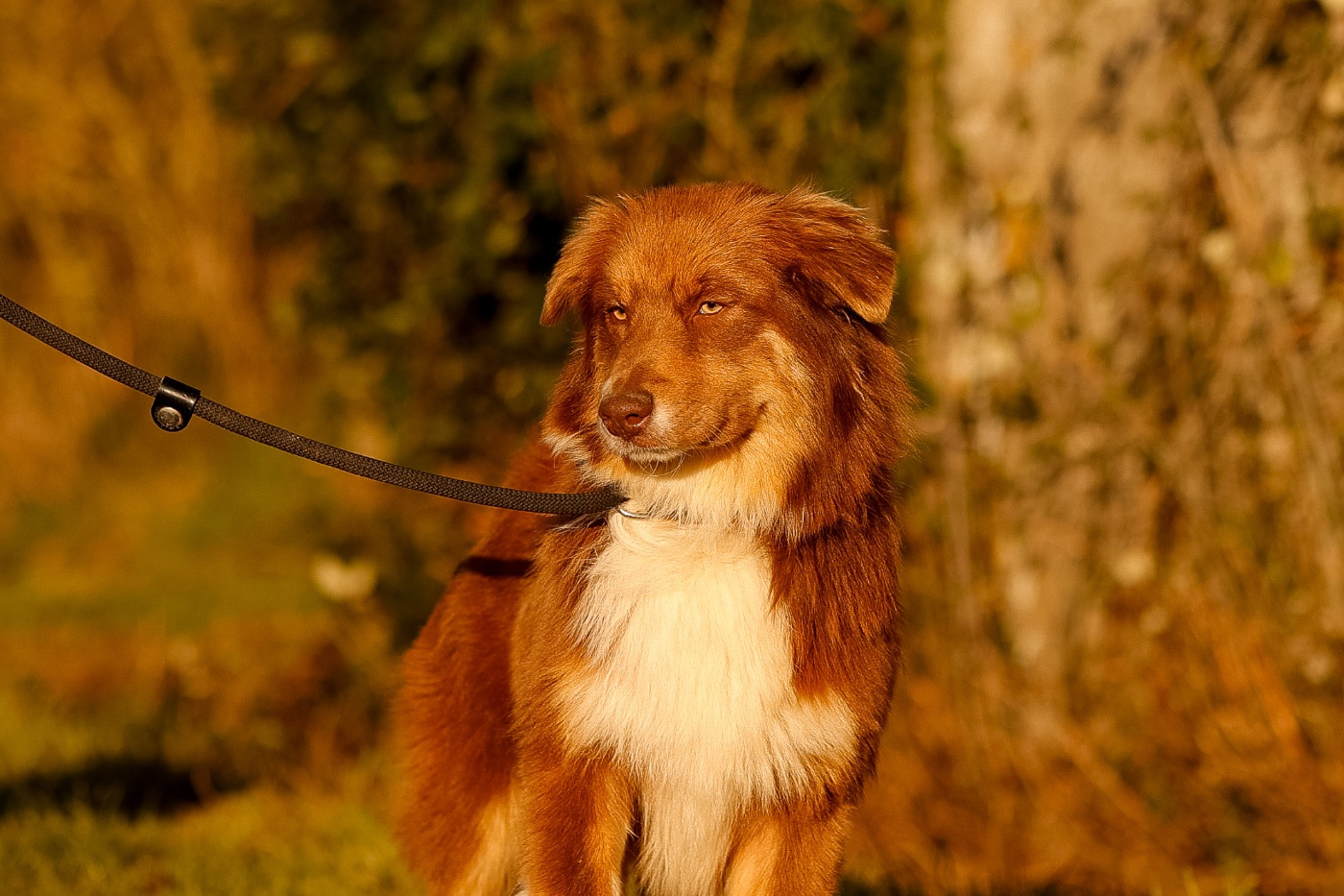 de la Vallée de l'Hyrome - Chiots disponibles - Berger Australien