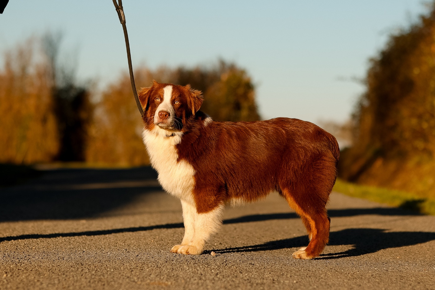 de la Vallée de l'Hyrome - Berger Australien - Portée née le 09/06/2025