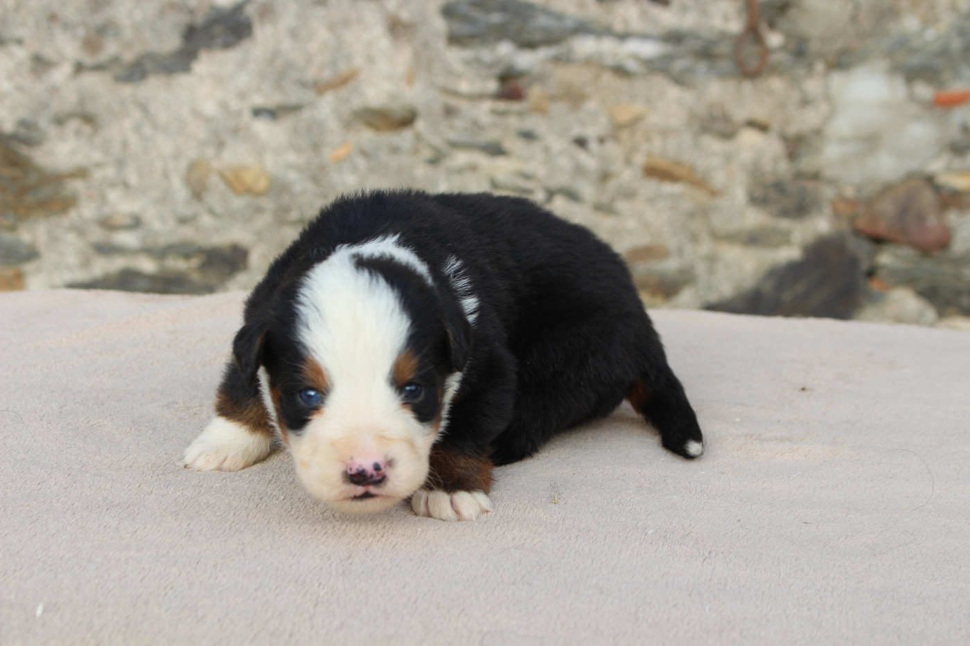 de la Vallée de l'Hyrome - Chiots disponibles - Bouvier Bernois