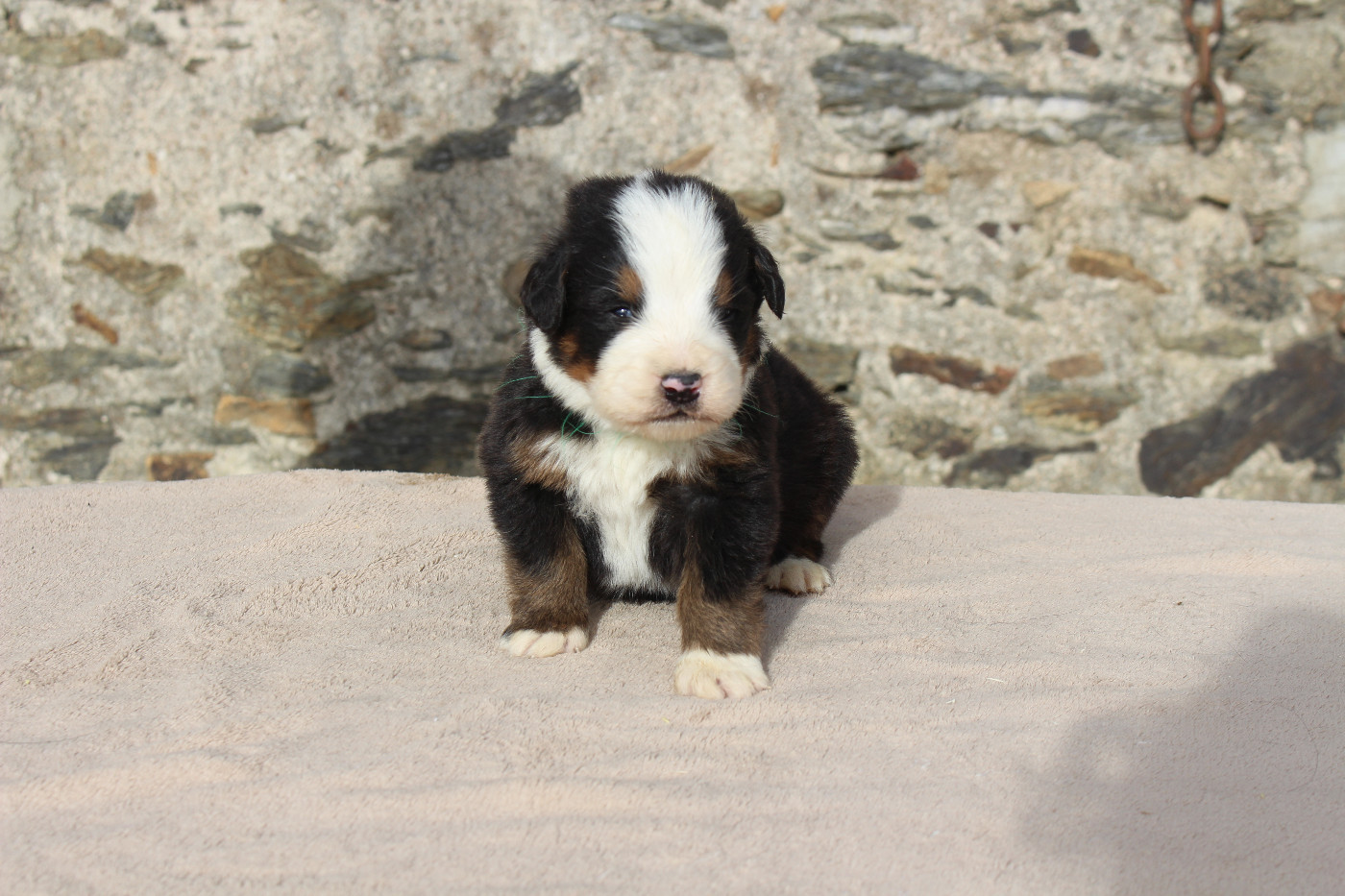 de la Vallée de l'Hyrome - Chiots disponibles - Bouvier Bernois