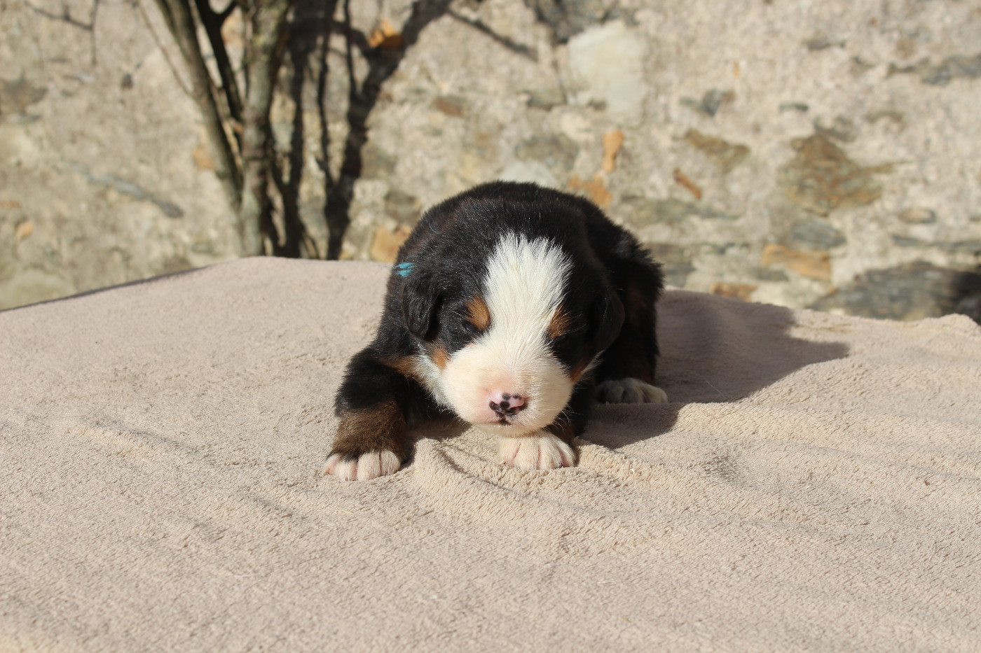 de la Vallée de l'Hyrome - Chiots disponibles - Bouvier Bernois