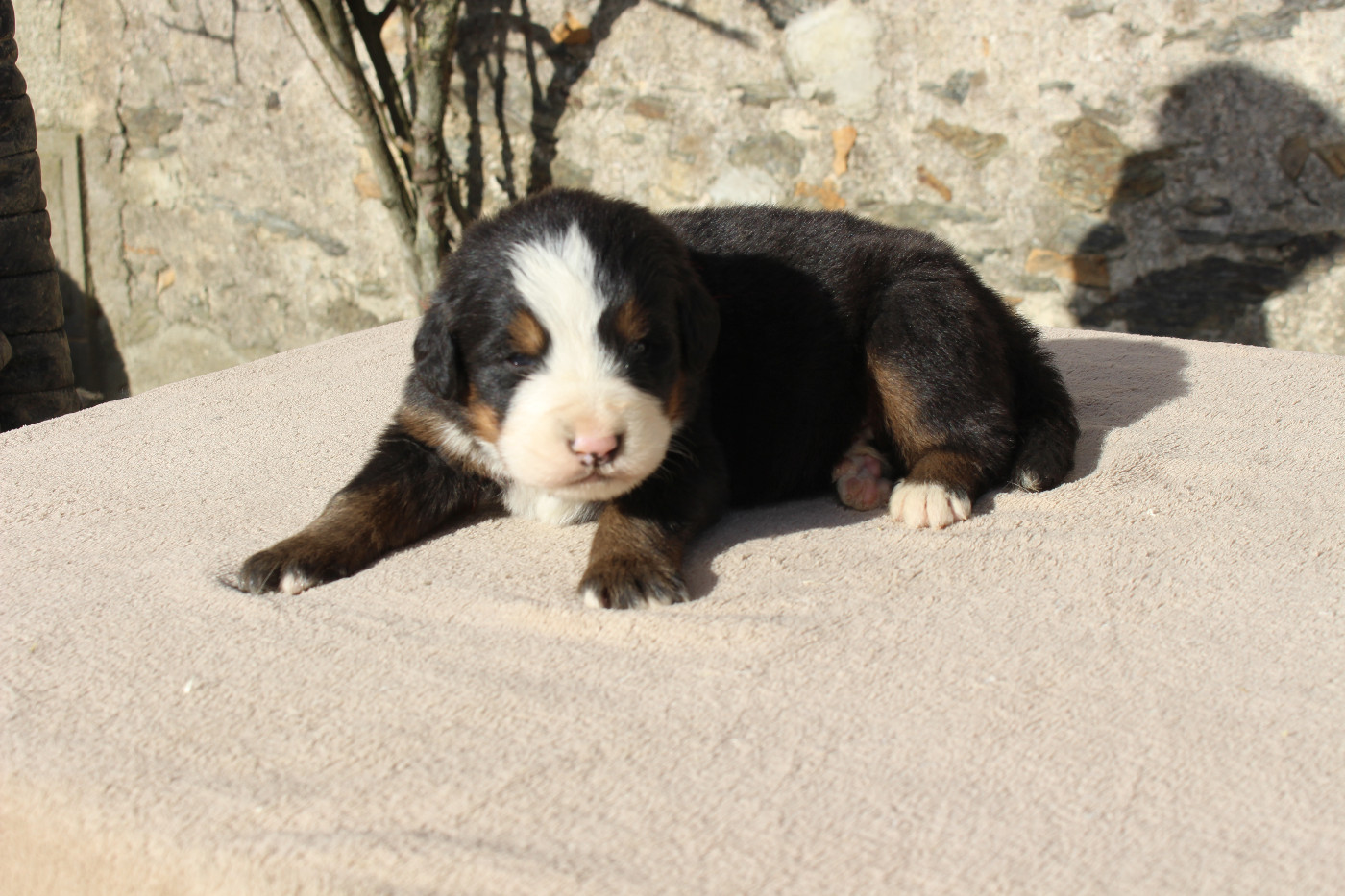 de la Vallée de l'Hyrome - Chiots disponibles - Bouvier Bernois