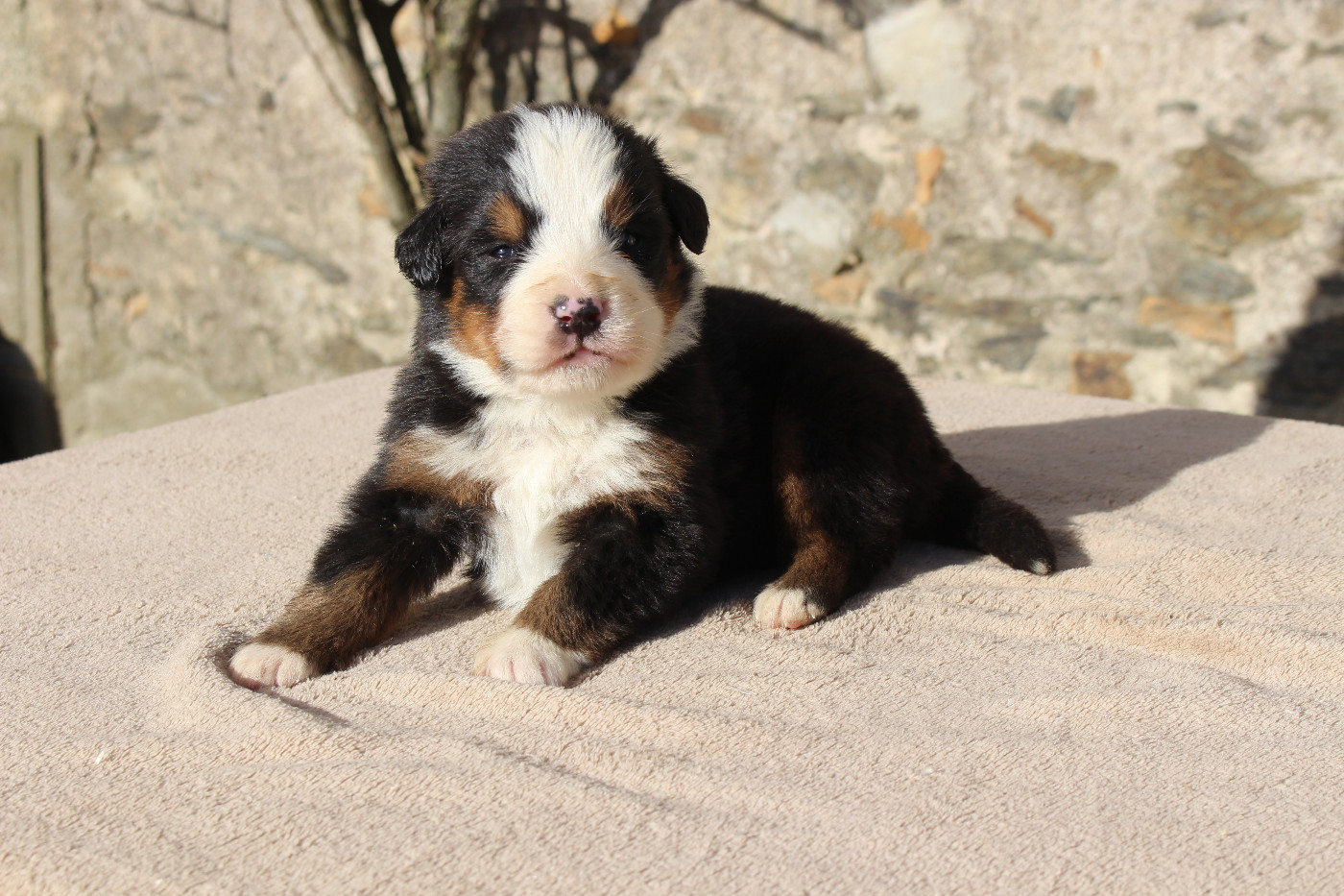 de la Vallée de l'Hyrome - Chiots disponibles - Bouvier Bernois