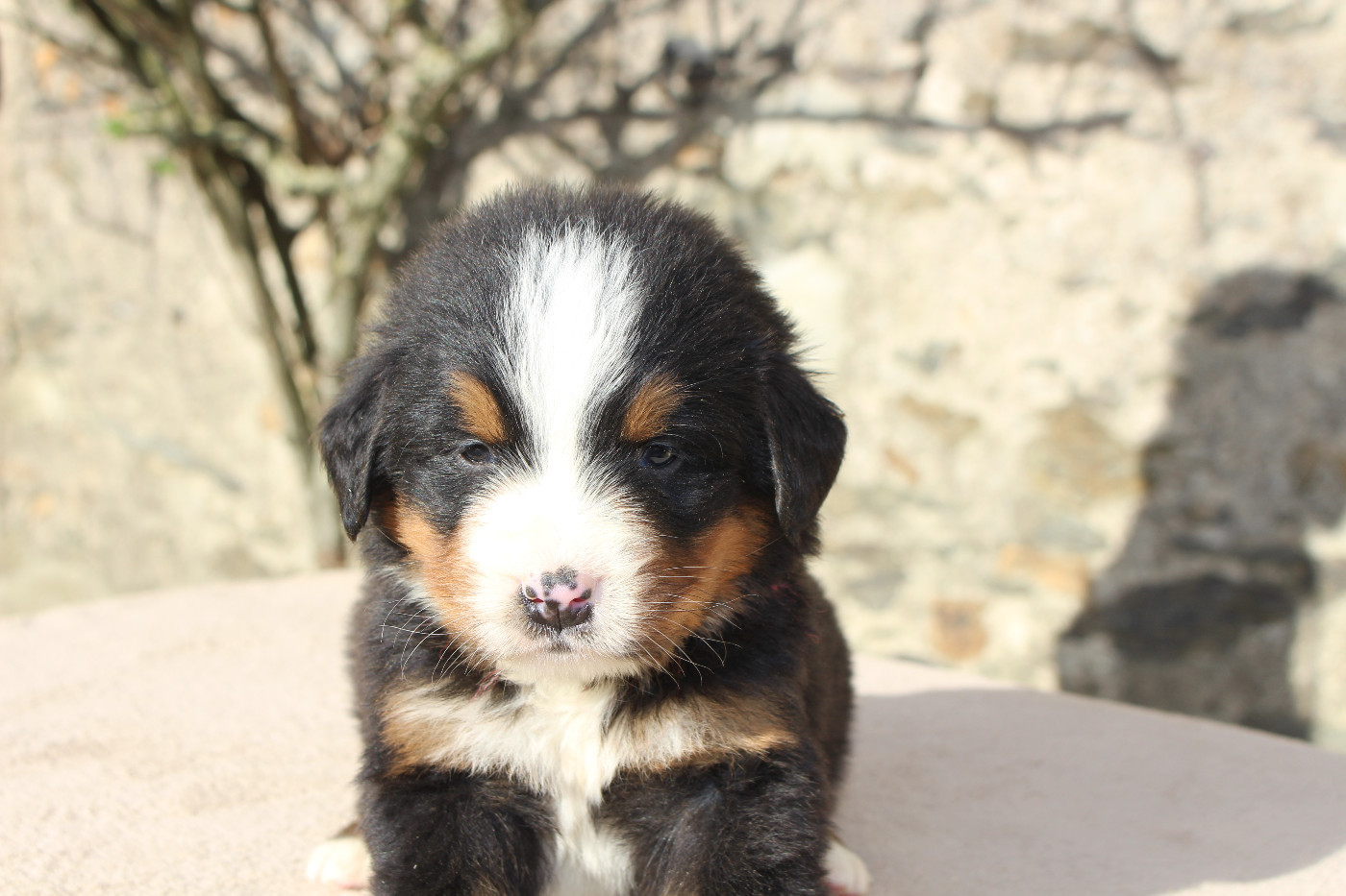 de la Vallée de l'Hyrome - Chiots disponibles - Bouvier Bernois