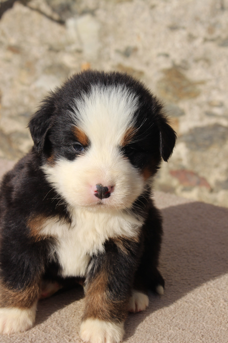 de la Vallée de l'Hyrome - Chiots disponibles - Bouvier Bernois