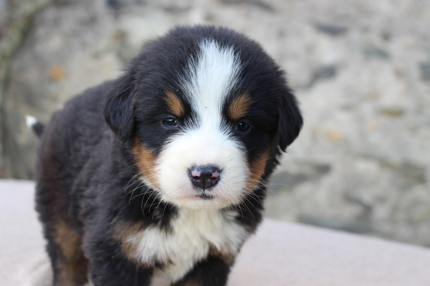 de la Vallée de l'Hyrome - Chiots disponibles - Bouvier Bernois